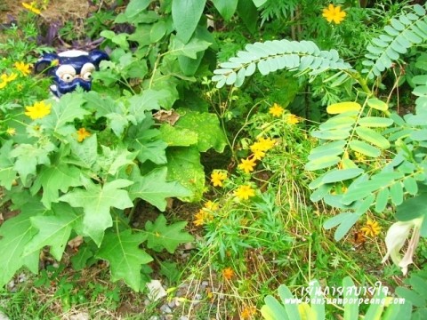 ดาวกระจาย