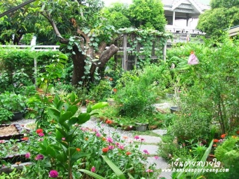 สวนครัว