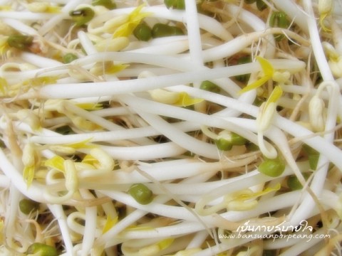 เพาะถั่วงอก