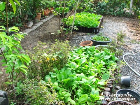 สวนครัว