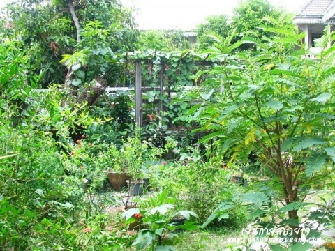 สวนครัว