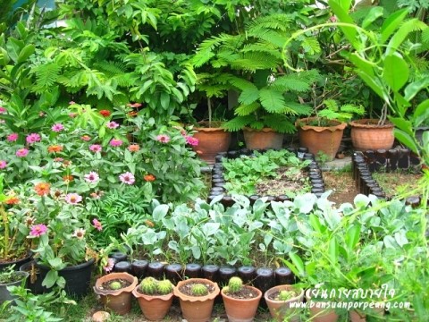 สวนครัว