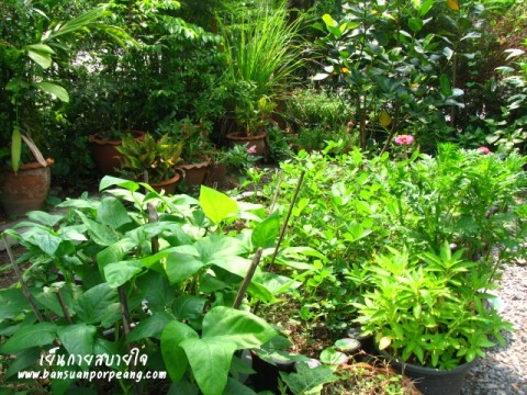 ถั่วลิสง