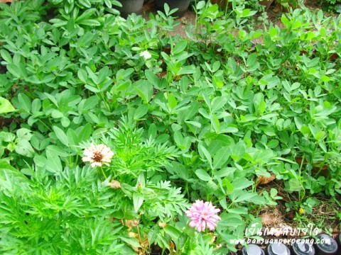 ถั่วลิสง