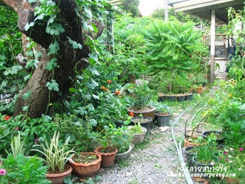 ทางเดินในสวน