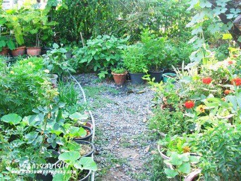 ทางเดินในสวน