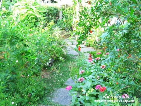 ทางเดินในสวน