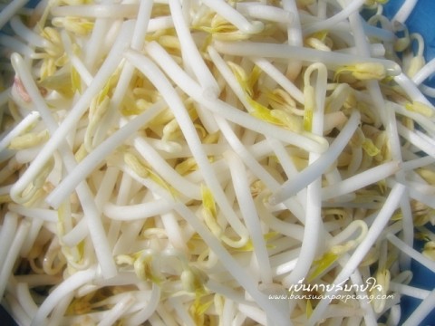 เพาะถั่วงอก