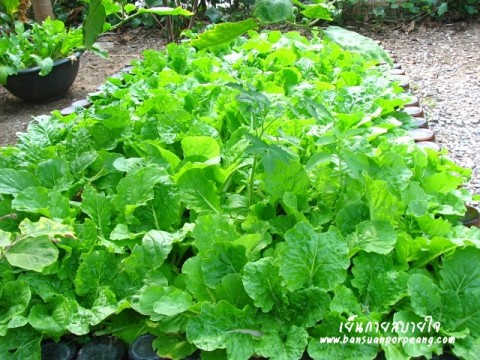 แปลงผัก