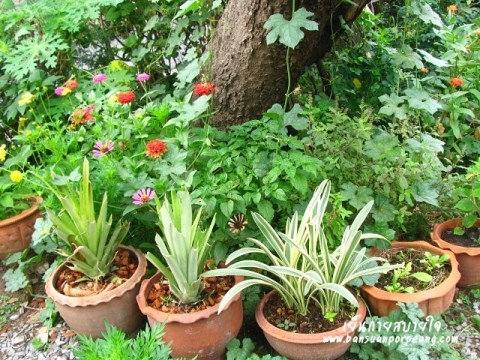 สวนครัว