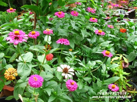 ดอกบานชื่น