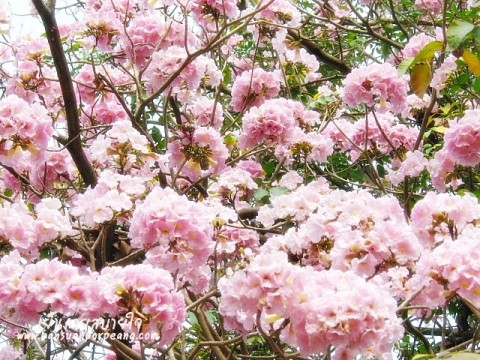 ชมพูพันธุ์ทิพย์