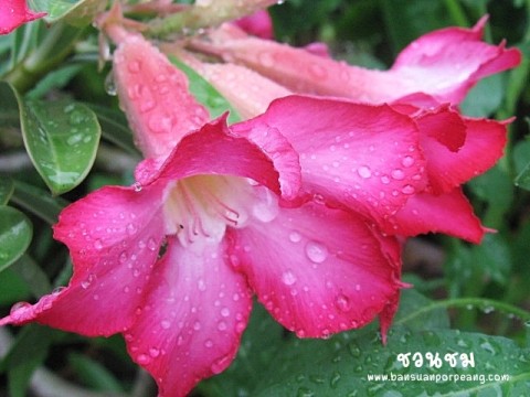ชวนชม