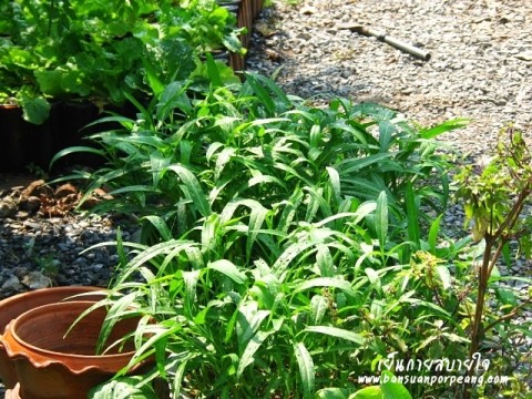 ผักบุ้ง