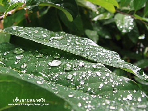 น้อยหน่า