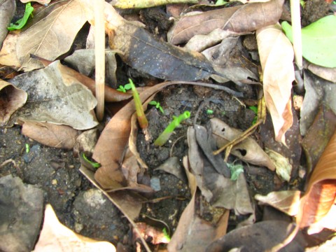 ข่า