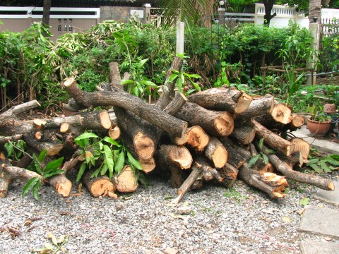 ท่อนไม้