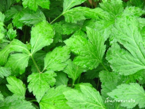 จิงจูฉ่าย