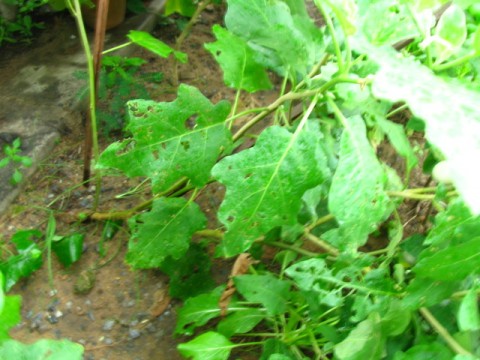 มะเขือล้ม