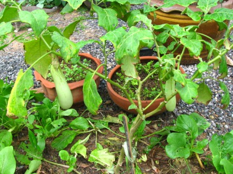 มะเขือยาว