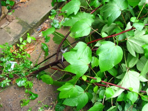 กระเจี๊ยบ