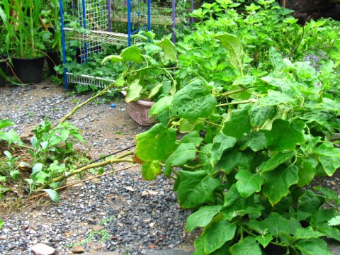 มะเขือยาว