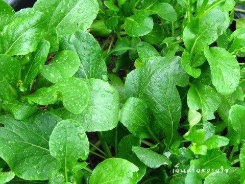 กวางตุ้ง