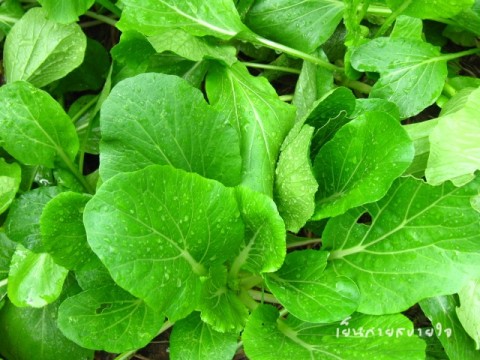 กวางตุ้ง