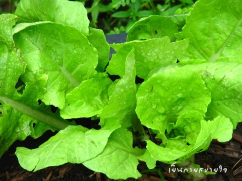 ผักกาดขาว