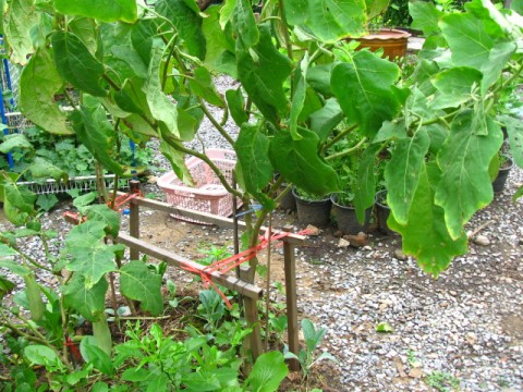 มะเขือยาว