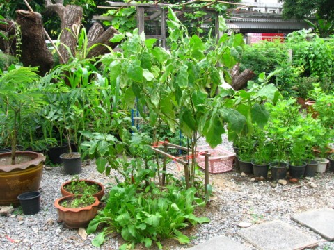 มะเขือยาว