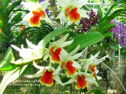 กล้วยไม้