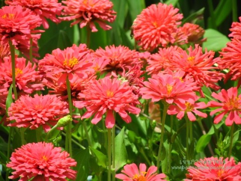 บานชื่น