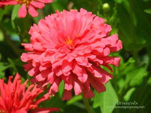 บานชื่น