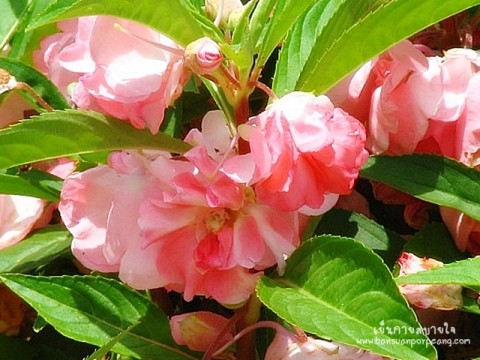 ดอกเทียน