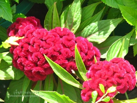 หงอนไก่