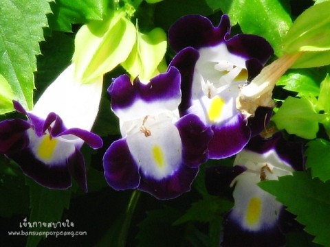 แววมยุรา