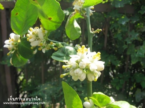 ดอกมะนาว