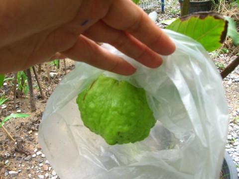 ฝรั่ง