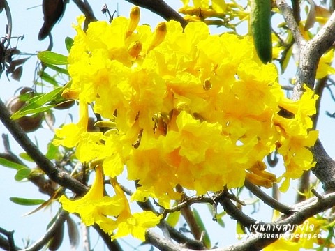 เหลืองปรีดียาธร