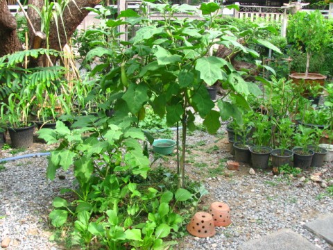 มะเขือยาว