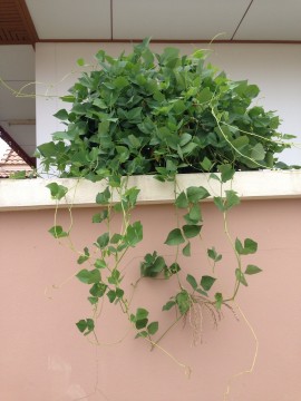 ถั่วพูที่กำลังออกดอก มีอยู่3 กระถาง