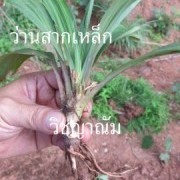 ว่านสากเหล็ก