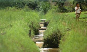 หญ้าแฝกintro