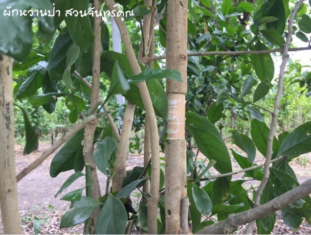 ผักหวานป่า 02