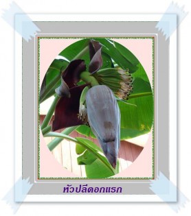 หัวปลีหัวแรก