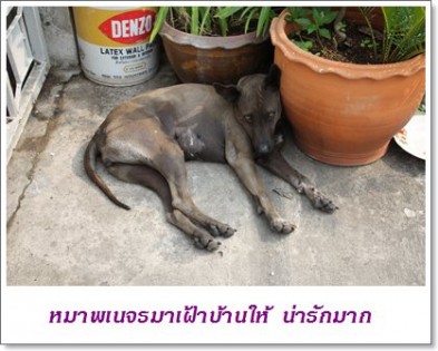 หมาไม่มีเจ้าของ เฝ้าบ้านให้