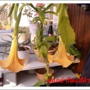 änglartrumpet