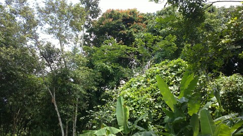 ป่า