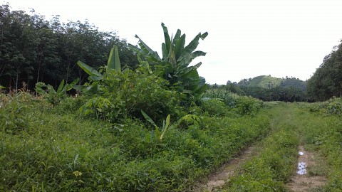 สวนยาง